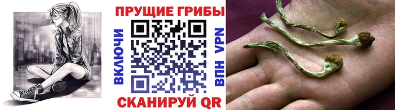 Псилоцибиновые грибы Psilocybe Пудож